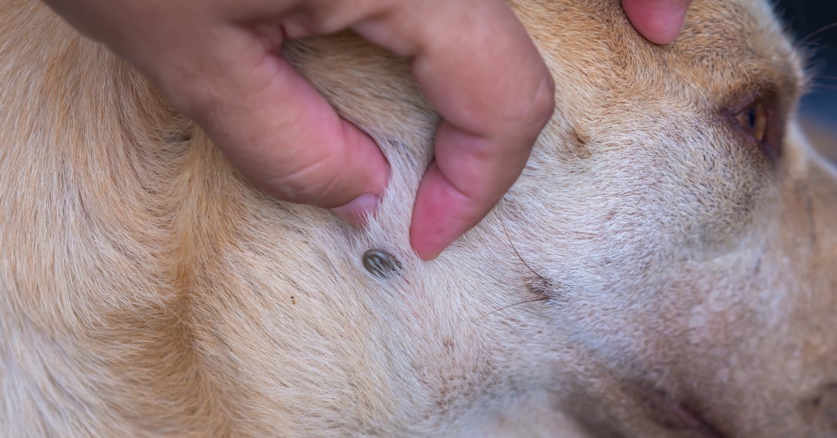 Tick Paralysis in Dogs